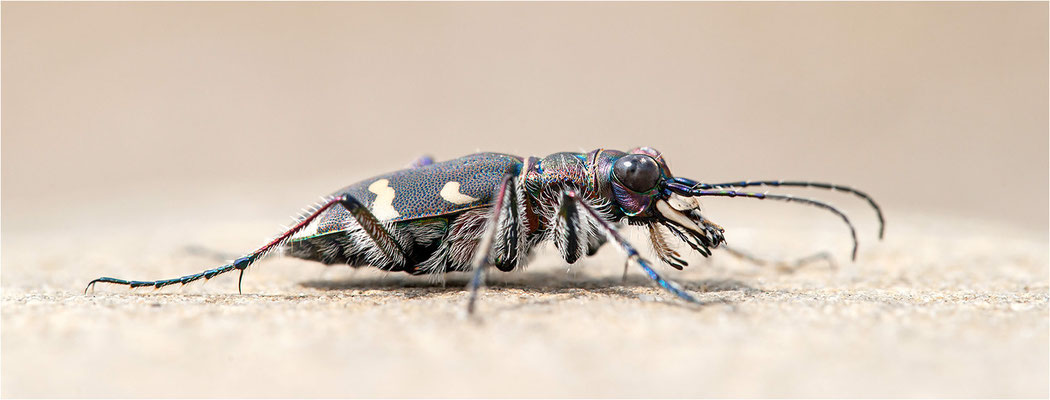 Dünen-Sandlaufkäfer (Cicindela transversalis transversalis), Schweiz, Gantrisch