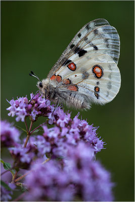 Roter Apollo (Parnassius apollo melliculus), Deutschland, Franken