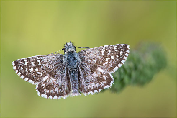 Ambossfleck-Würfeldickkopffalter (Pyrgus onopordi), Männchen, Frankreich, Drôme