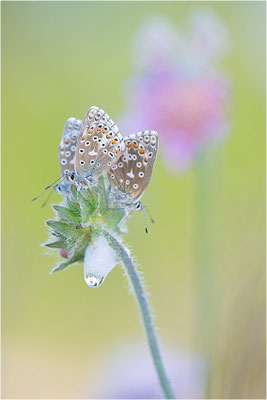 Himmelblauer Bläuling (Polyommatus bellargus), Deutschland, Baden-Württemberg