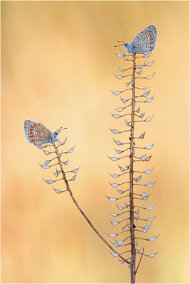 Kleiner Esparsetten-Bläuling (Polyommatus thersites), Frankreich, Dep. Ardéche
