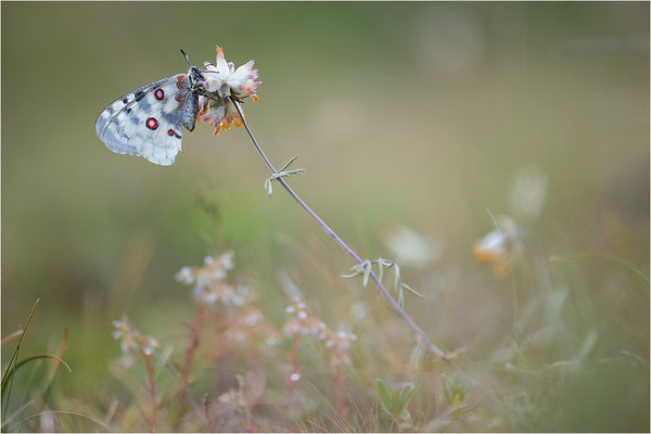 Roter Apollo (Parnassius apollo nivatus), Frankreich, Jura