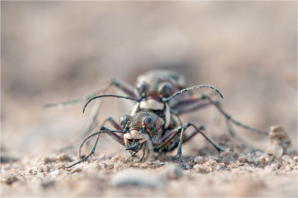 Dünen-Sandlaufkäfer (Cicindela transversalis pseudoriparia), Deutschland, Baden-Württemberg