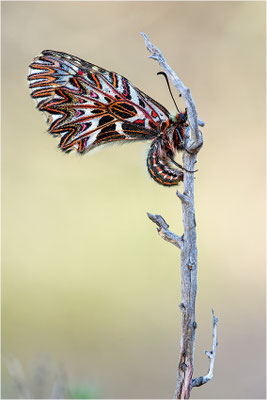 Südlicher Osterluzeifalter (Zerynthia polyxena), Männchen, Frankreich, Ardèche