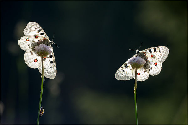 Roter Apollo (Parnassius apollo pedemontanus), Italien, Region Aostatal