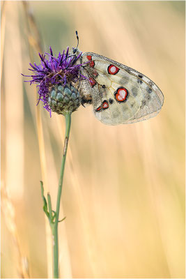 Roter Apollo (Parnassius apollo lithographicus), Deutschland, Oberbayern