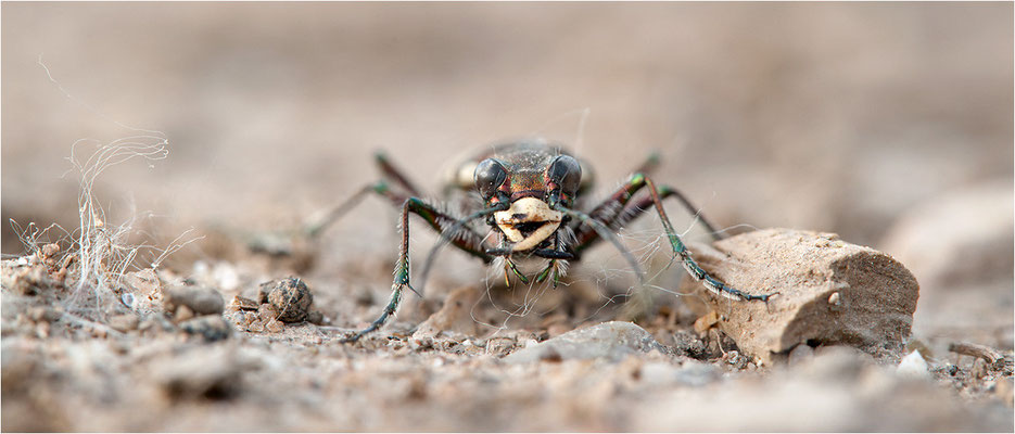 Dünen-Sandlaufkäfer (Cicindela transversalis pseudoriparia), Deutschland, Baden-Württemberg