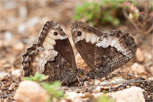 Großer Waldportier (Hipparchia fagi), Frankreich, Drôme