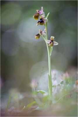 Norman´s Ragwurz (Ophrys normanii)