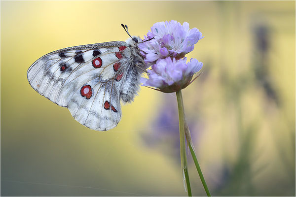 Roter Apollo (Parnassius apollo pedemontanus), Italien, Region Aostatal