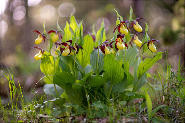 Gelber Frauenschuh (Cypripedium calceolus), Schweden, Gotland