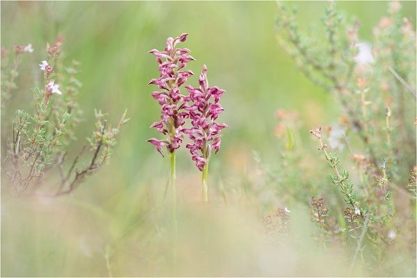 Duftende Spitzorchis (Anacamptis fragrans), Dep. Aveyron, Frankreich