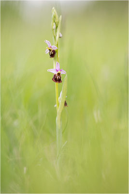 Hummel-Ragwurz (Ophrys fuciflora), Südlicher Oberrhein, Baden-Württemberg