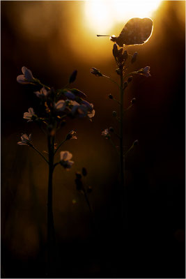 Aurorafalter (Anthocharis cardamines), Männchen, Deutschland, Baden-Württemberg