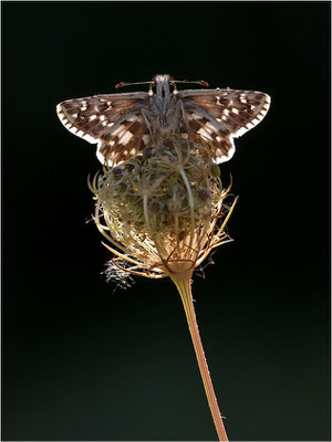 Kleiner Würfel-Dickkopffalter (Pyrgus malvae), Deutschland, Baden-Württemberg