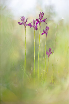 Anacamptis x menosii - Hybride aus Großblütiger Schmetterlings-Hundswurz (Anacamptis papilionacea expansa) und Wanzen-Spitzorchis (Anacamptis coriophora), Dep. Aveyron, Frankreich