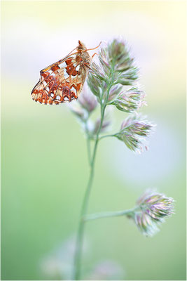 Hochmoor-Perlmuttfalter (Boloria aquilonaris), Deutschland, Rheinland-Pfalz