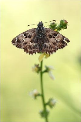 Malven-Dickkopffalter (Carcharodus alceae), Deutschland, Baden-Württemberg