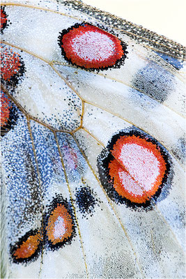 lithographicus