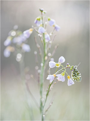 Aurorafalter (Anthocharis cardamines), Weibchen, Deutschland, Baden-Württemberg