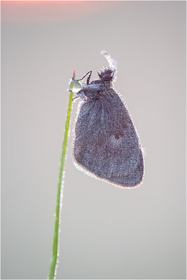Kleines Wiesenvögelchen (Coenonympha pamphilus), Deutschland, Baden-Württemberg
