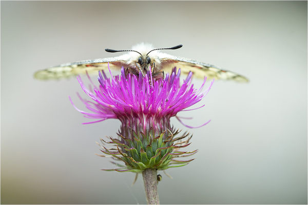 Hochalpen-Apollo (Parnassius sacerdos), Schweiz, Kanton Bern