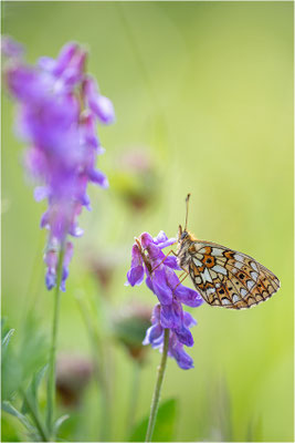 Braunfleckiger Perlmuttfalter (Boloria selene), Schweden, Gävleborgs Iän