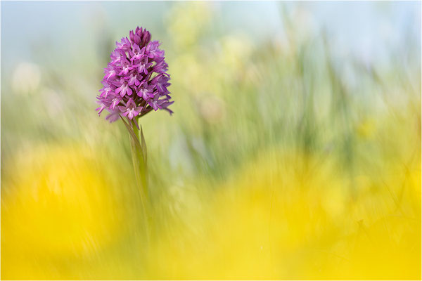 Pyramiden-Hundswurz (Anacamptis pyramidalis), Dep. Drôme, Frankreich