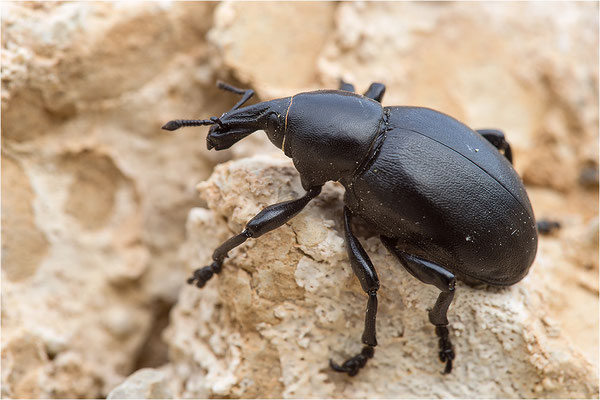 Glatter Dickrüssler (Liparus dirus), Frankreich, Drôme