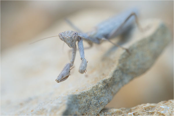 Graue Fangschrecke (Ameles decolor), Weibchen, Frankreich, Drôme