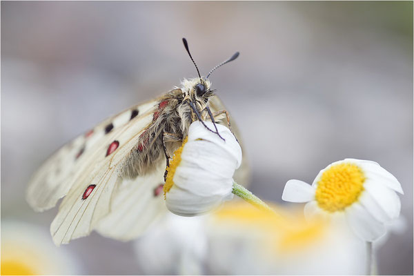 Hochalpen-Apollo (Parnassius phoebus), Italien, Region Aostatal