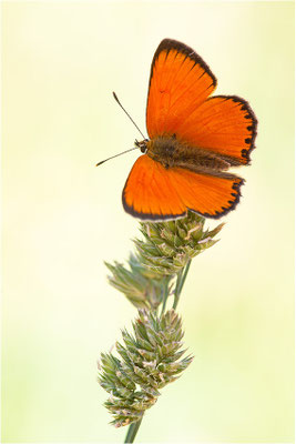 Dukaten-Feuerfalter (Lycaena virgaureae), Männchen, Schweiz, Wallis, 1600m