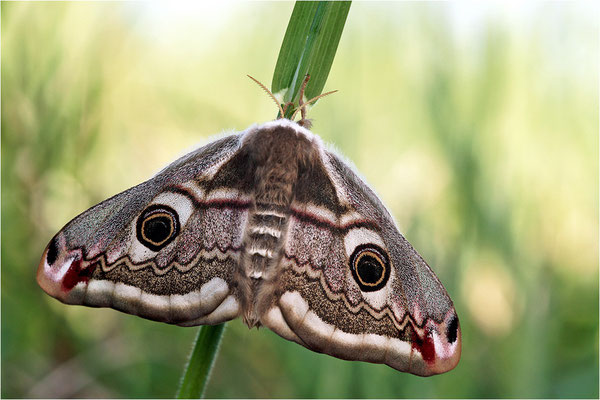 Kleines Nachtpfauenauge (Saturnia pavonia), Weibchen, Deutschland, Baden-Württemberg