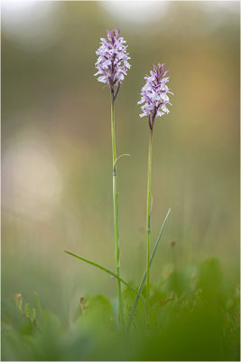Torfmoos-Fingerwurz (Dactylorhiza sphagnicola), Schweden, Gävleborgs Iän