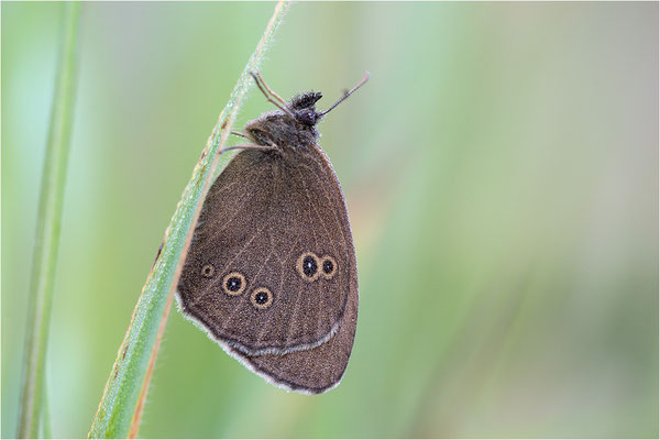 Brauner Waldvogel (Aphantopus hyperantus), Schweden, Östergötland