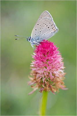 Lilagold-Feuerfalter (Lycaena hippothoe eurydame), Frankreich, Savoie, 2500m