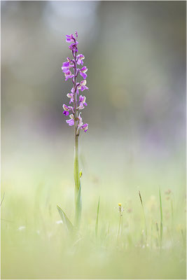 Kleine Hundswurz (Anacamptis morio picta), Dep. Var, Frankreich