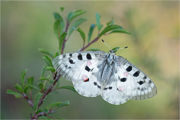 Roter Apollo (Parnassius apollo linnei), Schweden, Gotland