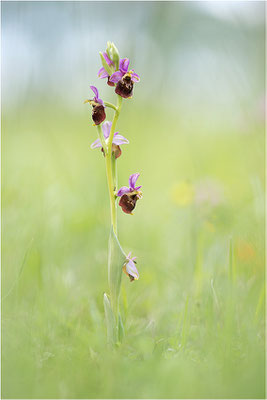 Hummel-Ragwurz (Ophrys fuciflora), Südlicher Oberrhein, Baden-Württemberg