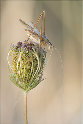 Lilienblatt-Sichelschrecke (Tylopsis lilifolia), Männchen, Frankreich, Drôme