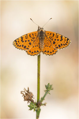 Roter Scheckenfalter (Melitaea didyma), Weibchen, Frankreich, Drôme
