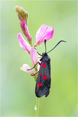 Großes Fünffleck-Widderchen (Zygaena lonicerae), Frankreich, Savoye