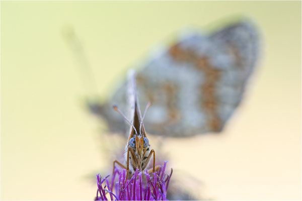 Flockenblumen-Scheckenfalter (Melitaea phoebe) und Roter Scheckenfalter (Melitaea didyma), Männchen, Frankreich, Savoie