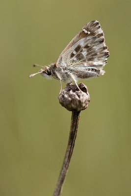 Malven-Dickkopffalter (Carcharodus alceae), Deutschland, Baden-Württemberg