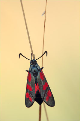 Sechsfleck-Widderchen (Zygaena filipendulae), Deutschland, Baden-Württemberg