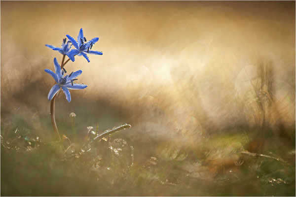 Zweiblättriger Blaustern (Scilla bifolia), Deutschland, Baden-Württemberg