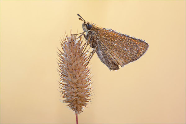 Schwarzkolbiger Braun-Dickkopffalter (Thymelicus lineola), Schweden, Värmland