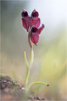 Herzförmiger Zungenstendel (Serapias cordigera), Korsika