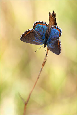 Himmelblauer Bläuling (Polyommatus bellargus f. cerones), Weibchen, Frankreich, Drôme