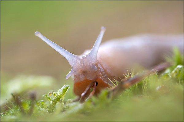 Schwarze Wegschnecke (Arion ater), Bohuslän, Schweden